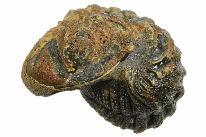 Long Partially Enrolled Morocops Trilobite - Morocco #296619